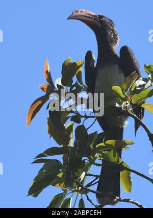 Männliche gekrönt Nashornvogel (Lophoceros alboterminatus). Kilimanjaro National Park, Tansania. Stockfoto