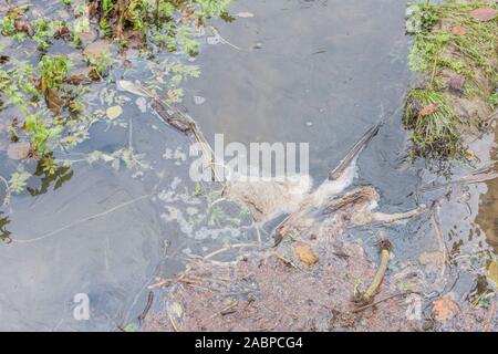 Pool Wasser Schaum. Schaum-/Schaum sammeln auf Süßwasser Entwässerung stream. Metapher Wasserverschmutzung, Run-off-Wasser, Umweltverschmutzung Quelle. Siehe "HINWEISE" Stockfoto