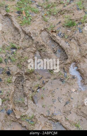 Mehrere menschliche Fußspuren, Hund Pfotenabdrücke und Tracks auf schlammigem Pfad für Stick im Schlamm, matschigen Textur, schlammige Oberfläche, Schlamm, Winter Schlamm, sumpfigen Stockfoto