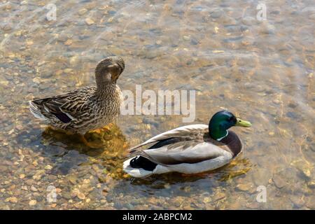 Vogel die Federn Putzen im flachen Wasser. Zwei Enten im Teich im Park im Morgenlicht. Stockfoto