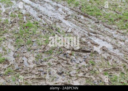 Mehrere menschliche Fußspuren, Hund Pfotenabdrücke und Tracks auf schlammigem Pfad für Stick im Schlamm, matschigen Textur, schlammige Oberfläche, Schlamm, Winter Schlamm, sumpfigen Stockfoto