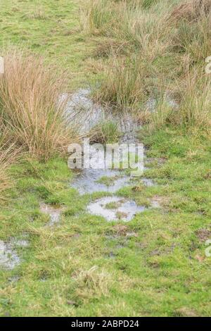 Ecke des nassen Feld mit juncus Juncus effusus Rush/Tufts & andere Unkräuter. Metapher "Regen der Sumpf "Vielleicht, überwältigt, Frühjahr/winter Überschwemmungen Stockfoto