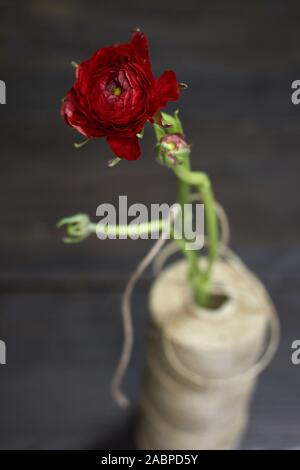 Einzelne rote ranunkeln in einer Vase aus einer Spule von groben Threads auf einem dunklen Hintergrund, selektiver Fokus Stockfoto