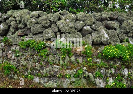 Gelbe wand Oxalis wächst auf einem Granit stein Wand auch in Flechten und Moos bedeckt. St Mary's Scilly-inseln Cornwall GROSSBRITANNIEN Stockfoto