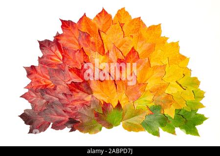 Blätter im Herbst mit Farben von grün nach rot Stockfoto