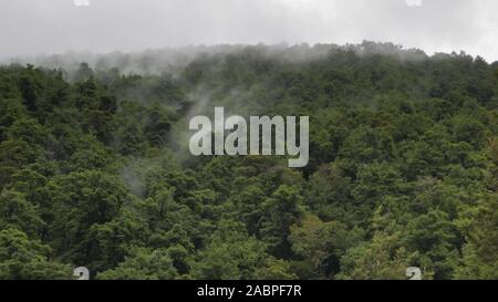 Nebel von South Island gemäßigten Regenwald in Neuseeland Stockfoto
