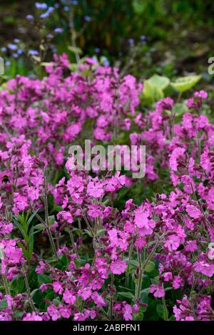 Drummonds Rosa Moss Phlox, Phlox subulata Drummonds Rosa, Blume, Blumen, Blüte, Bodenbewuchs, Teppich, Masse, massierten Blumen, RM Floral Stockfoto