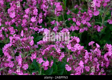 Drummonds Rosa Moss Phlox, Phlox subulata Drummonds Rosa, Blume, Blumen, Blüte, Bodenbewuchs, Teppich, Masse, massierten Blumen, RM Floral Stockfoto