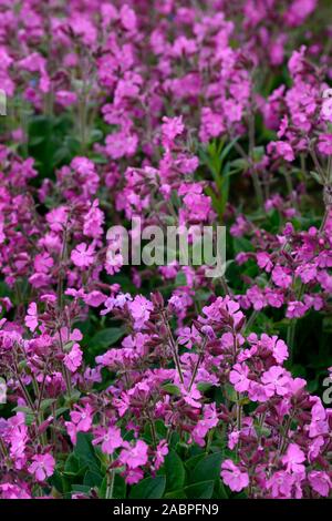 Drummonds Rosa Moss Phlox, Phlox subulata Drummonds Rosa, Blume, Blumen, Blüte, Bodenbewuchs, Teppich, Masse, massierten Blumen, RM Floral Stockfoto