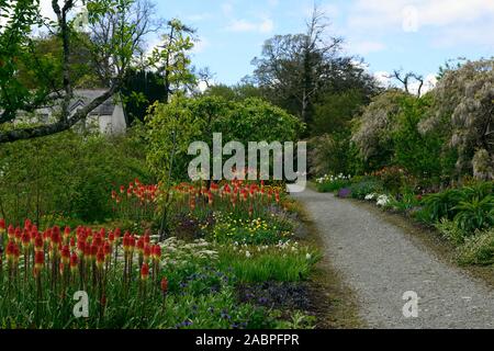 Kniphofia caulescens, red hot Poker, Mount Congreve Gärten, ummauerten Garten, Blume, Blumen, Blüte, RM Floral Stockfoto