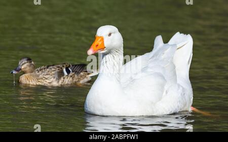 Weiß Embden goose (Anser anser domesticus) schwimmend auf einem See im Frühjahr in Großbritannien. Stockfoto