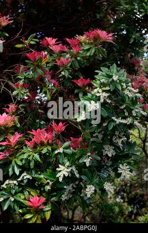 Pieris Blätter, Laub, neues Wachstum, pink, rosa neues Wachstum, rosa Blätter, weiße Blüten, Blütezeit, neues Wachstum, Frühling, Garten, Gartenbau, Strauch, s Stockfoto