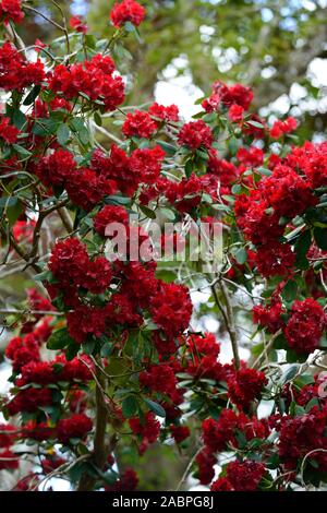 Rhododendron Königin der Herzen, Crimson Red Blumen, Blume, Blüte, baum, bäume, Garten, Wald, RM Floral Stockfoto