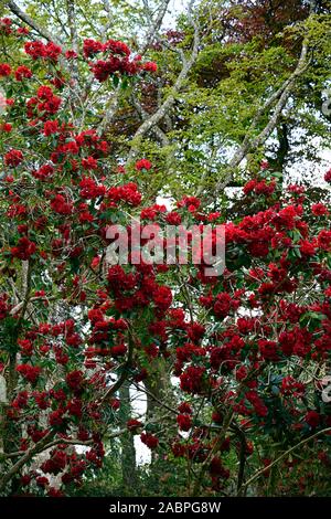 Rhododendron Königin der Herzen, Crimson Red Blumen, Blume, Blüte, baum, bäume, Garten, Wald, RM Floral Stockfoto