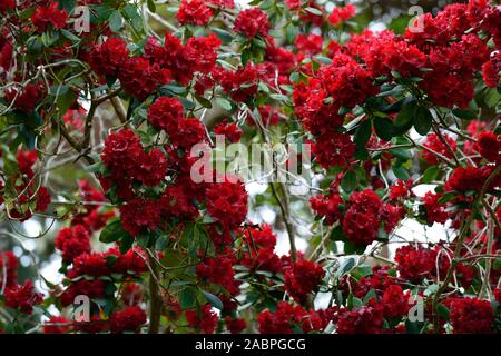 Rhododendron Königin der Herzen, Crimson Red Blumen, Blume, Blüte, baum, bäume, Garten, Wald, RM Floral Stockfoto