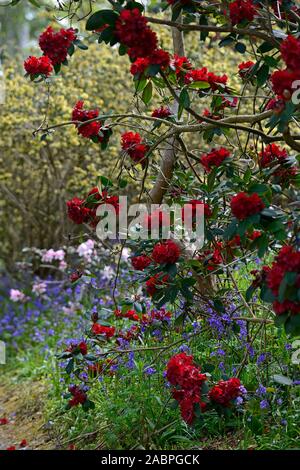 Rhododendron Königin der Herzen, Crimson Red Blumen, Blume, Blüte, baum, bäume, Garten, Wald, RM Floral Stockfoto