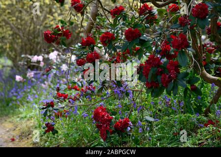 Rhododendron Königin der Herzen, Crimson Red Blumen, Blume, Blüte, baum, bäume, Garten, Wald, RM Floral Stockfoto