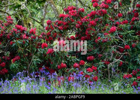 Rhododendron Königin der Herzen, Crimson Red Blumen, Blume, Blüte, baum, bäume, Garten, Bluebells, blaue Blumen, Mix, Gemischt, Bepflanzung, Holz, Wald ga Stockfoto