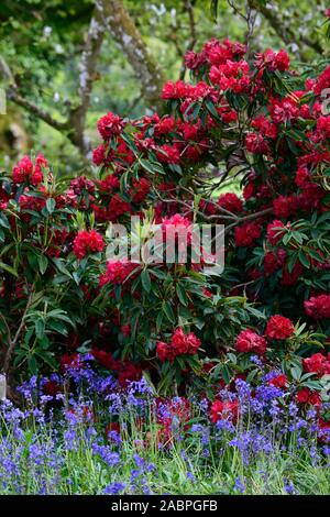 Rhododendron Königin der Herzen, Crimson Red Blumen, Blume, Blüte, baum, bäume, Garten, Bluebells, blaue Blumen, Mix, Gemischt, Bepflanzung, Holz, Wald ga Stockfoto