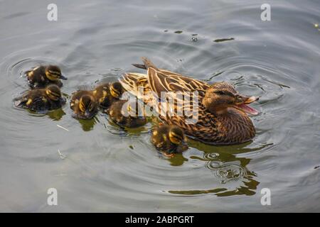 Stockente, Anas platyrhynchos, Mutter ruft Quakend zu sechs Entenküken Paddeln im Wasser, Grand Canal in Dublin, Irland. Enten schwimmen Wasser Stockfoto