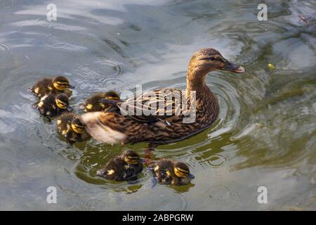 Stockente, Anas platyrhynchos, mit sechs baby Entenküken Paddeln im Wasser, Grand Canal in Dublin, Irland. Mutter Ente mit Küken Stockfoto