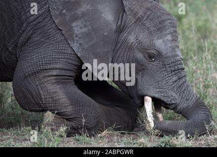 Ein Afrikanischer Elefant (Loxodonta africana) kniet sich auf seinem Handgelenk Gelenke, damit es seine Stoßzähne können für eine Wurzel zu graben. Der Tarangire National Park, Tansania Stockfoto