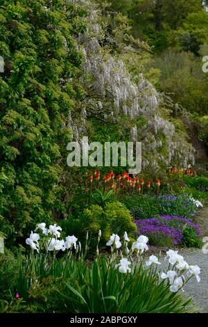 Iris germanica Unsterblichkeit, bärtige Iris, weiße Iris, Wisteria sinensis alba, chinesische Wisteria, Kniphofia caulescens, Red Hot Poker, gemischtes Bett, Rand, plantin Stockfoto