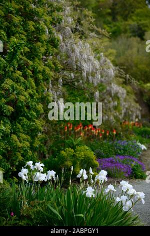 Iris germanica Unsterblichkeit, bärtige Iris, weiße Iris, Wisteria sinensis alba, chinesische Wisteria, Kniphofia caulescens, Red Hot Poker, gemischtes Bett, Rand, plantin Stockfoto