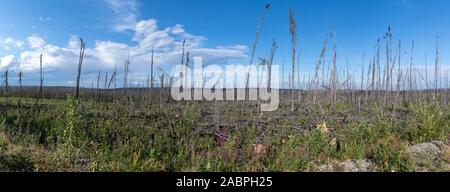 Panoramablick auf einem verbrannten Wald auf der Cassiar-Stewart Highway im Norden von British Columbia, Kanada Stockfoto