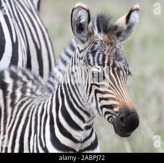 Porträt eines flauschigen jungen Ebenen Zebrafohlen (Equus quagga, früher Equus burchellii). Serengeti-Nationalpark, Tansania. Stockfoto