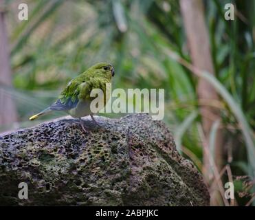 Portrait einer Orange bellied Parrot auf einem Felsen nach rechts von Frame gehockt Stockfoto