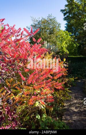 Schöne rote Blätter von Rhus Typhina fügt Herbst Farbe in einen Englischen Garten im Oktober Stockfoto