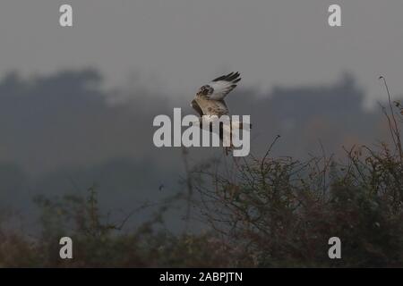 Rauen-legged Buzzard Stockfoto