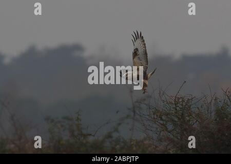 Rauen-legged Buzzard Stockfoto