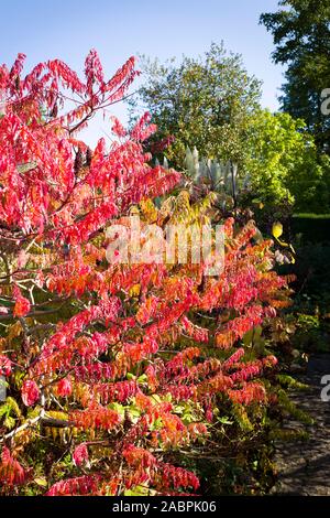 Schöne rote Blätter von Rhus Typhina fügt Herbst Farbe in einen Englischen Garten im Oktober Stockfoto