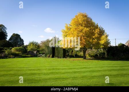 Ein feines Muster Tulip Tree zeigt schöne goldgelbe Laub im Oktober in einem Englischen Garten UK Stockfoto