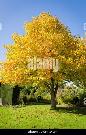 Eine feine prüfstücks Tulip Tree zeigt schöne goldgelbe Laub im Oktober in einem Englischen Garten UK Stockfoto