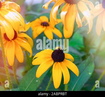 Verblassende Gelb Gelb Rudbeckien, Nahaufnahme, Herbst Tag Stockfoto