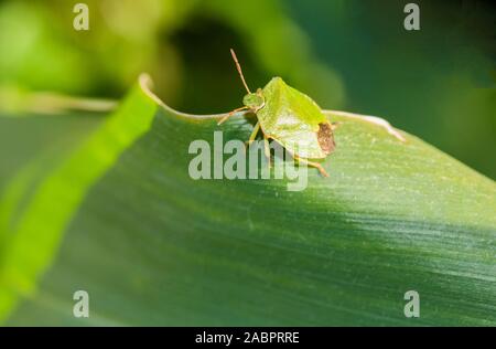 Grüne Schild Bug Palomena prasina auf Blatt von Zuckermais im Spätsommer. Stockfoto