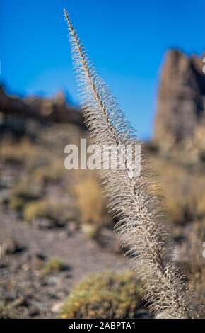 Ein Echium wildpretii, vipers bugloss, tajinaste Rojo in den Teide Nationalpark Teneriffa Kanarische Inseln Spanien Stockfoto