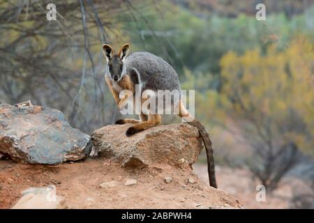 Gelb-footed Rock Wallaby (Petrogale xanthopus), die in den felsigen Lebensraum. Nördlichen Flinders Ranges National Park, South Australia Stockfoto