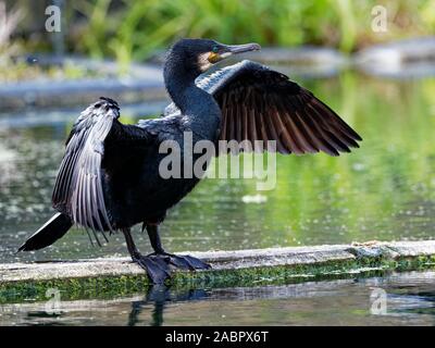 Kormoran (Phalacrocorax carbo) trocknen Flügel auf der Regent's Canal in Mile End, London, UK Stockfoto