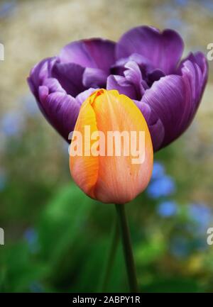 Tulipa "Apricot Beauty" noch in der Knospe Kontraste der offenen Pfingstrose Blüten Tulipa 'Blue Diamond' Stockfoto