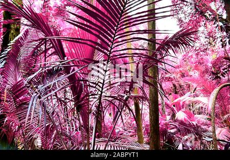 Schöne fantasy Infrarot Aufnahmen von Palmen auf den Seychellen Inseln Stockfoto