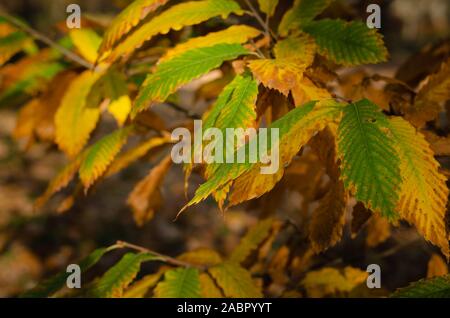 Nahaufnahme der rostigen gelbe Blätter Zweige im Herbst. Stockfoto