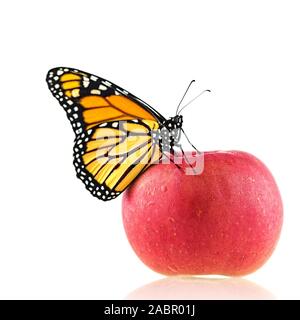 Ein monarch butterfly nur aus seinem Kokon und mit seinen Flügeln noch nass, sitzt auf einem roten Apfel vor einem weißen Hintergrund Stockfoto