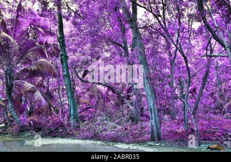 Schöne fantasy Infrarot Aufnahmen von Palmen auf den Seychellen Inseln Stockfoto