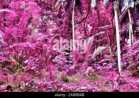 Schöne fantasy Infrarot Aufnahmen von Palmen auf den Seychellen Inseln Stockfoto