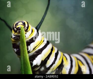 Ein Caterpillar munching ein Blatt, bevor es in eine Puppe verwandelt Stockfoto