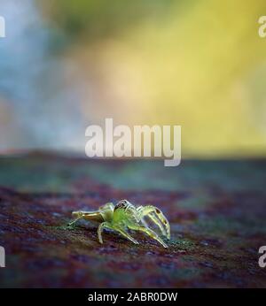 Ein kleines grünes Geld Spinne mit strukturierter Oberfläche und mit einem unscharfen Hintergrund gelb Stockfoto